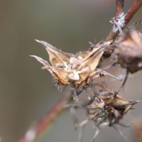Hibiscus acetosella Welw. ex Hiern